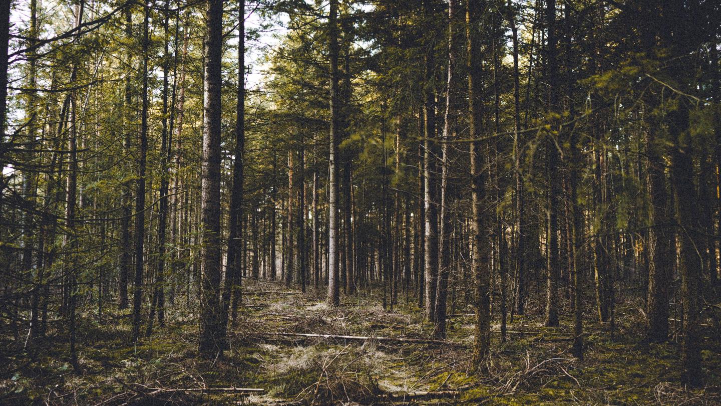 Wald nahe Oldenburg