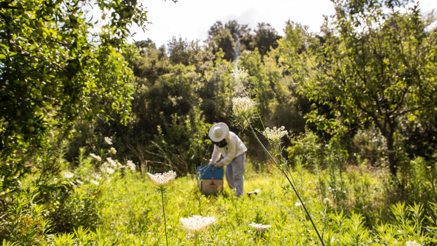 beekeeper in a field of flowers